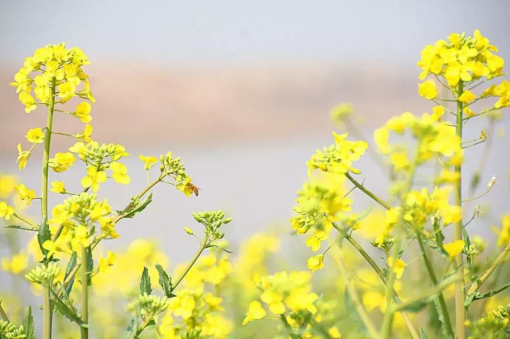 高陵最新天气深度解析报告